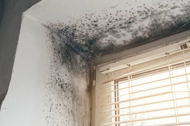 Affordable Mold Remediation solutions in Belleville, NJ